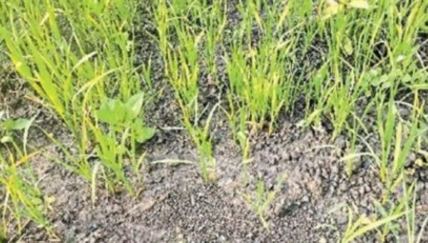 ट्रांसफॉर्मर खराब, सिंचाई नहीं होने से सूखने लगी फसलें