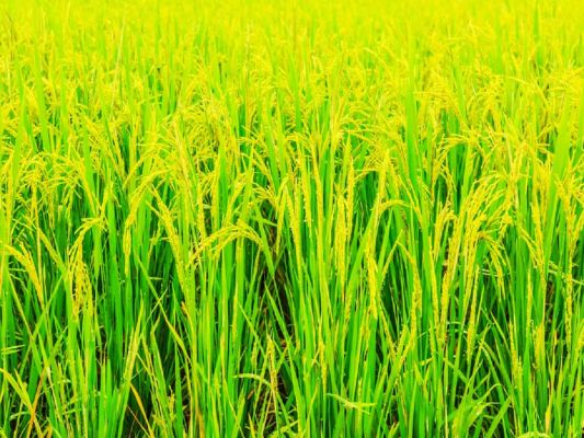 अच्छी बारिश से खेतों में हरियाली, किसान खुश 