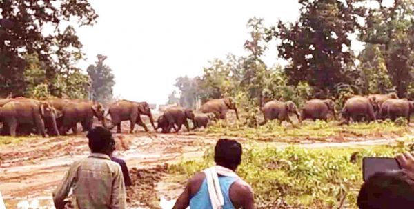 गांव के करीब पहुंचा हाथीदल, ग्रामीणों ने हो हल्ला कर भगाया