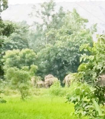 तडक़े गांव में घुसा हाथीदल
