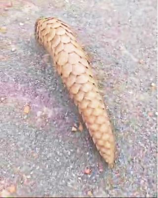 देखें VIDEO : ओडिशा से पैंगोलिन बेचने बस्तर आये थे, 4 गिरफ्तार