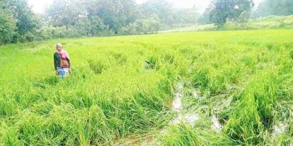हाथीदल मचा रहे उत्पात, एक ही रात में 92 किसानों की फसलें रौंदी