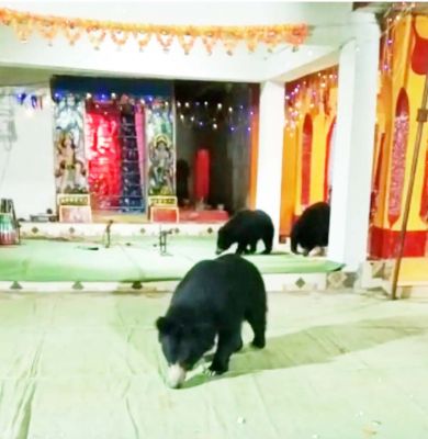 मंदिर पहुंचे भालू के साथ 2 शावक