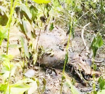   तीर से घायल हिरण का क्षत विक्षत मिला शव  अंतिम संस्कार