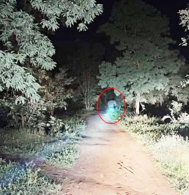 घटारानी की ओर विचरण कर रहा हाथी, वन विभाग ने किया अलर्ट