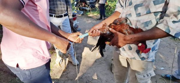 आदिवासी मनोरंजन का साधन कम अब सट्टेबाजों का बाजार लगने लगा है मुर्गा बाजार