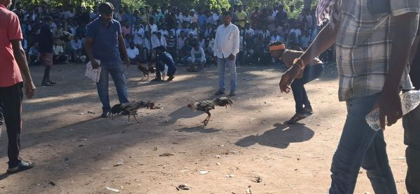आदिवासी मनोरंजन का साधन कम अब सट्टेबाजों का बाजार लगने लगा है मुर्गा बाजार