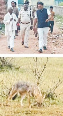 सियार का दर्शन कर बैरंग  लौटा वन विभाग