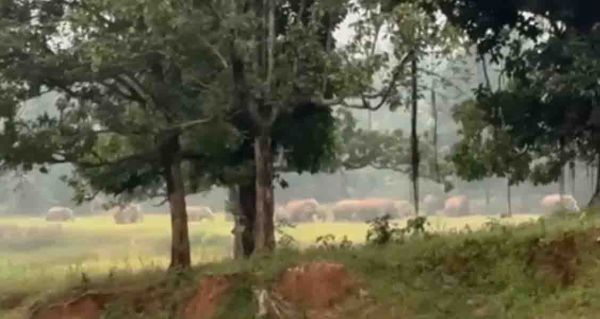 कुपाकानी बिरसिंघा जंगल के करीब दिखा 32 हाथियों का दल