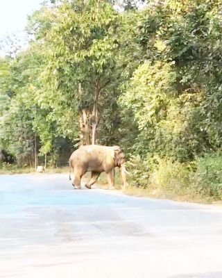 हाथी ने बुजुर्ग को कुचला, मौत