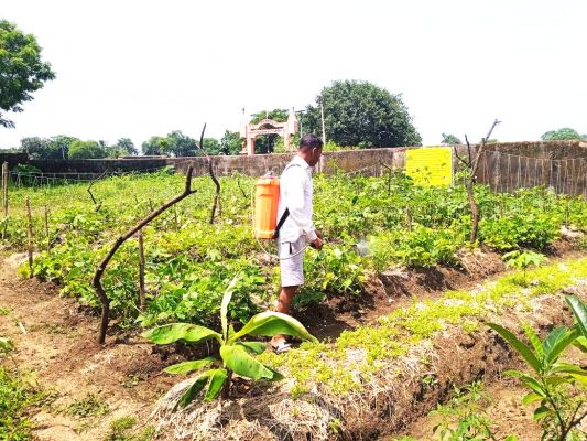 कोसमर्रा के सरकारी स्कूल में  हरी सब्जियों की खेती 