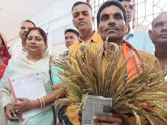 खराब धान का नमूना लेकर किसानों  ने मांगी क्षतिपूर्ति व बीमा राशि