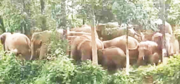 जंगलों में विचरण  कर रहे 149 हाथी