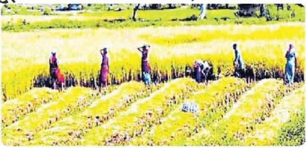धान कटाई के साथ मक्का तोड़ाई करने में जुटे किसान