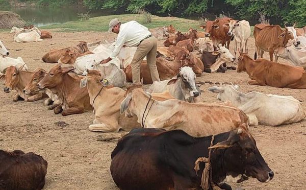 पशु संगणना में 88 प्रगणकों व 19 सुपरवाईजरों  की ड्यूटी 