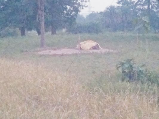 ‘दाना’ बना किसानों की मुसीबत
