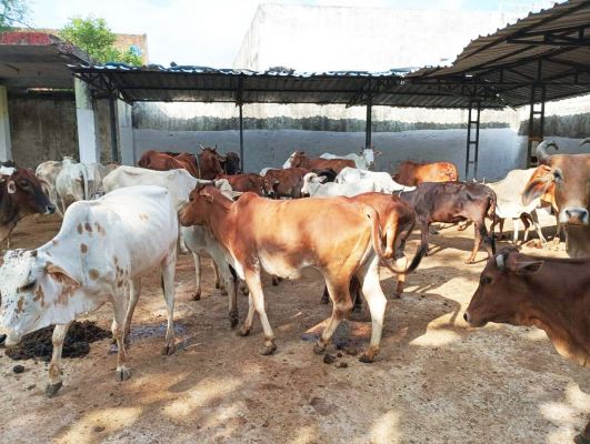 निगम की टीम ने पकड़ा 9 मवेशी