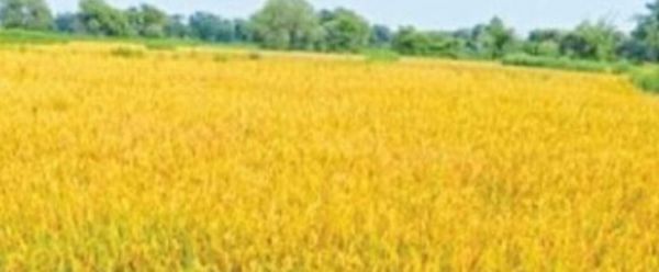 पटवारी और आठ किसानों के खिलाफ दर्ज होगा अपराध 