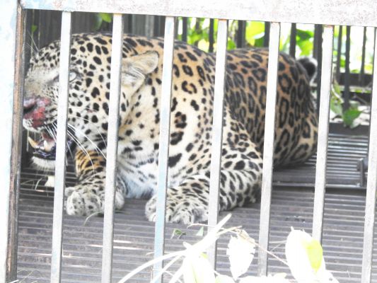 वन विभाग के पिंजरे में कैद हुआ तेंदुआ