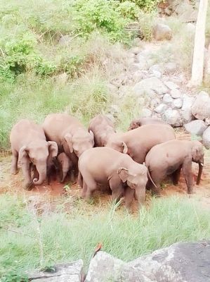 40 हाथियों का दल 2 गुट में घूम रहा, 10 गांव में अलर्ट