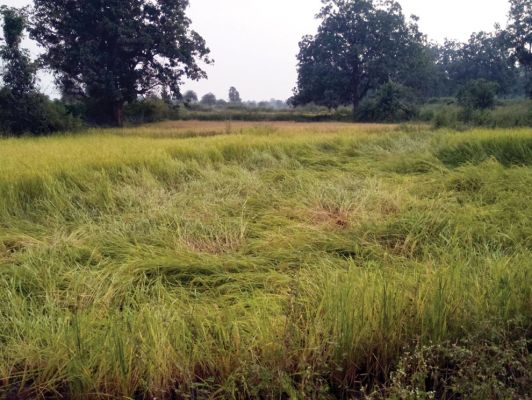 बारिश से धान को नुकसान