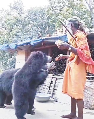 बाबा और भालू के बीच कोई डर नहीं, अद्भुत प्रेम