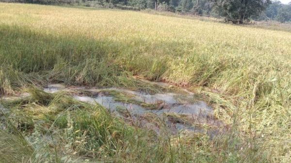 रात में हाथी दल पहुंचा खरसिया रेंज, फसलें रौंदी