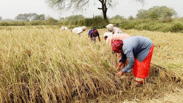 फसल कटाई में तेजी, तीन दिन बाद समर्थन मूल्य पर धान खरीदी