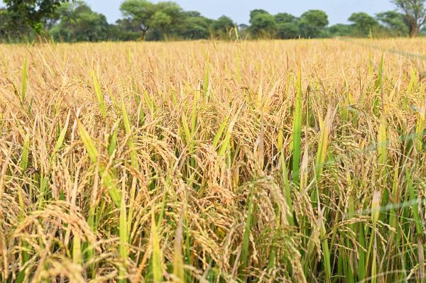 14 से जिले के 96 धान उपार्जन केंद्रों में होगी खरीदी