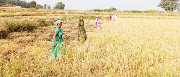 14 से जिले के 54 उपार्जन केंद्रों में शुरू होगी धान खरीदी