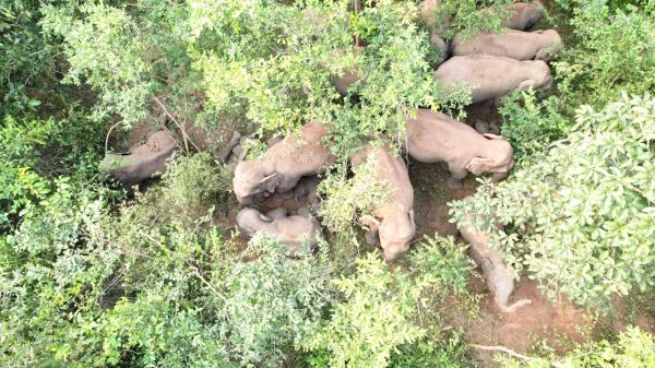 हाथियों के दल को पहाड़ से नीचे उतारने छोड़े गुड़-महुआ के लड्डू, ताकि बेहोश कर इलाज शुरू हो सकें