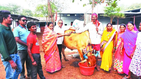 गोपाल गौशाला में धूमधाम से मनी गोपाष्टमी