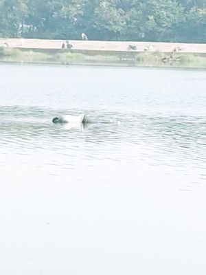 शिवनाथ में  मिला शव