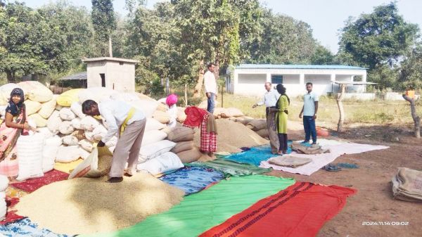 धमतरी: 7 हजार किसानों से 3 लाख क्विंटल धान खरीदी