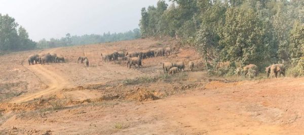 हाटी गांव में दिखा हाथियों का बड़ा दल