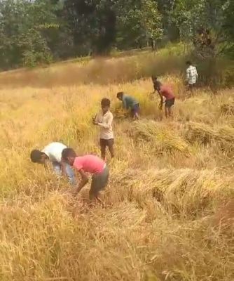 स्कूली बच्चों से धान कटवा रहा था अधीक्षक, कलेक्टर ने किया निलंबित 