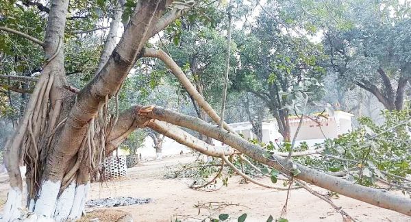 एक पेड़ की डाल काटने के थे निर्देश, वनकर्मी ने कंडोरा में काट दिया बरगद की डाल, समितियों ने बनाया बंधक