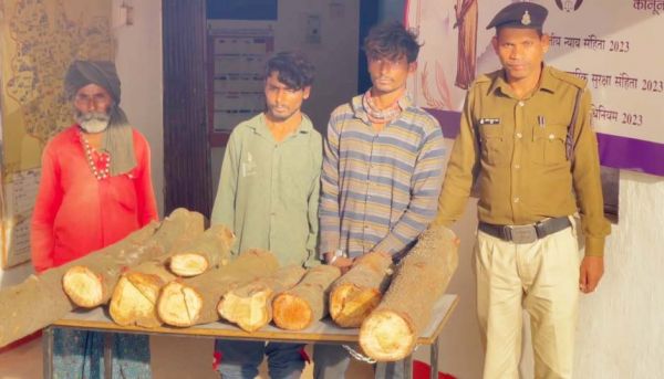  चंदन पेड़ काटकर चोरी, 3 आरोपी गिरफ्तार