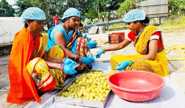 दुगली में चल रहा प्रदेश का इकलौता वनधन केंद्र, एलोविरा का प्रीमियम प्रोडक्ट भी बन रहा