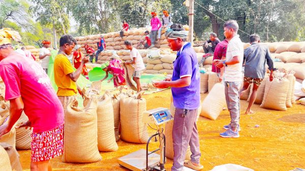 जशपुर में अब तक 3156.76 मीट्रिक टन धान खरीदी 