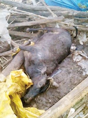 हाथी ने दो भैंस और एक गाय को मारा