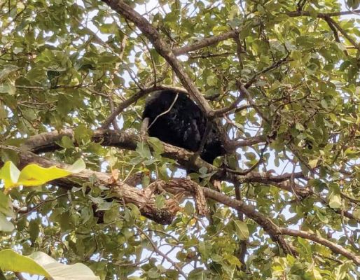 पेड़ पर चढ़ा भालू, उतारने की कोशिश में लगे वन कर्मी