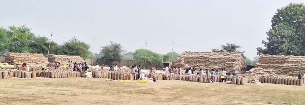 7896 किसानों ने 35271 मि. टन धान बेचा