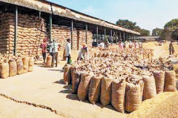 बलौदाबाजार : 14 लाख क्विंटल धान खरीदी, पर उठाव धीमी