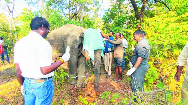 जख्मी हाथी शावक का 3 घंटे किया इलाज, ड्रोन कैमरे से निगरानी