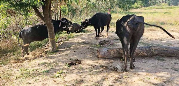 पुलिस को देख भागे तस्कर, पिकअप सहित 6 मवेशी बरामद