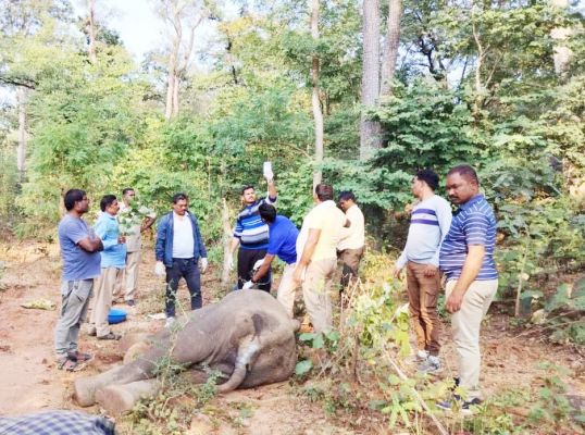 पोटाश बम से जख्मी  हाथी शावक की मौत