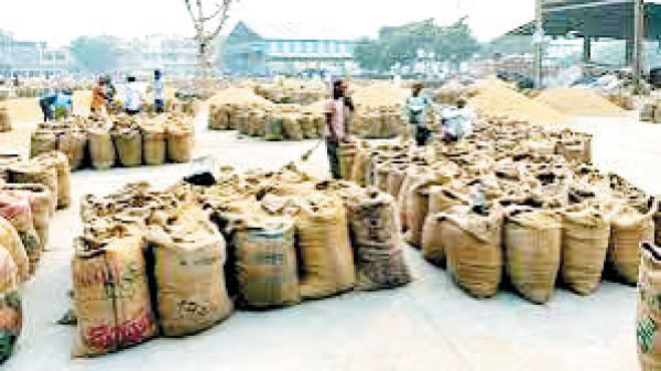 बलौदाबाजार : अब तक 20 लाख क्विंटल धान खरीदी, परिवहन मात्र 65 हजार क्विंटल