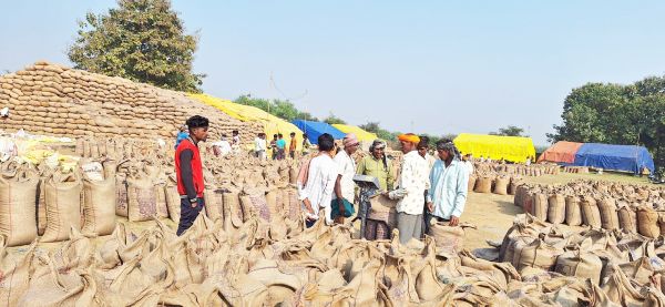 84 हजार टन धान खरीदी