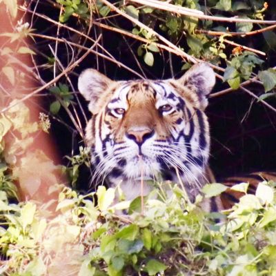 चिरमिरी में घूम रही बाघिन को बेहोश कर अचानकमार टाइगर रिजर्व में छोड़ा 